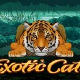 Exotic Cats