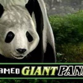 Untamed Giant Panda